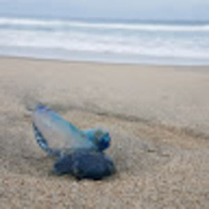 Meet your Posher, Ben